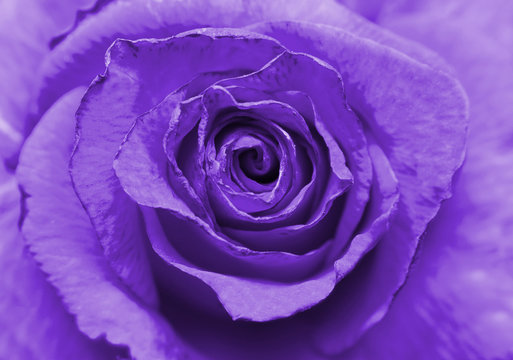 Close up image of beautiful violet rose