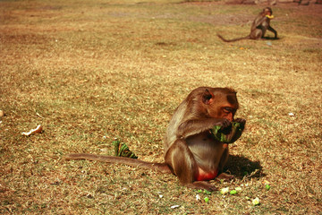 Macaque eating a lotus seed