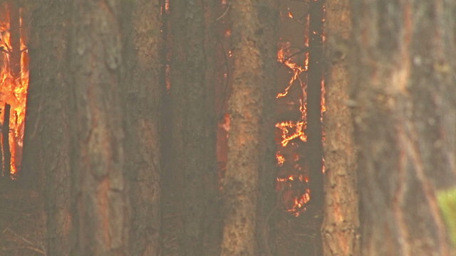 Fire storm in the mountain forest, fire destroys trees