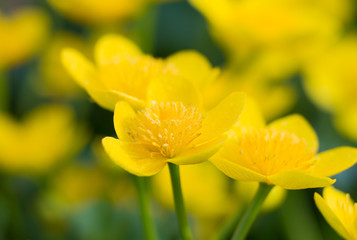 Macro of marsh-marigold