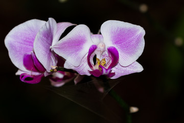 Fototapeta na wymiar Orchid - Orchidaceae