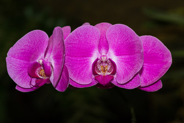 Naklejka na ściany i meble Orchid - Orchidaceae