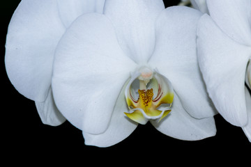 Orchid - Orchidaceae
