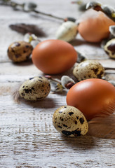 Chicken and quail eggs with pussy willows