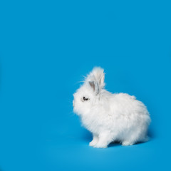 Video of white rabbit on blue screen