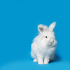 Video of white rabbit on blue screen