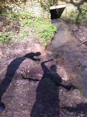 reflecting nature