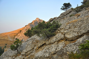 Old tree on mountain, Crimea, Ukraine