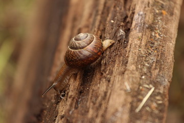 A Helix pomatia. A snail. The Leningrad Region, Russia.