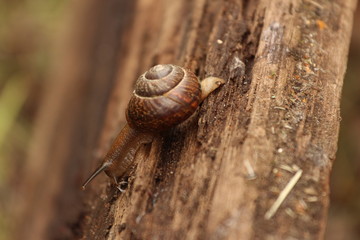 A Helix pomatia. A snail. The Leningrad Region, Russia.