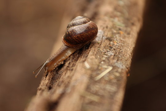 A Helix pomatia. A snail. The Leningrad Region, Russia.