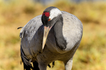 Naklejka premium eurasian crane