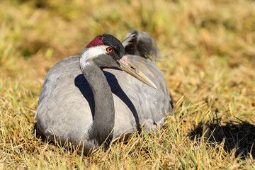 eurasian crane