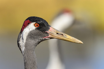 eurasian crane
