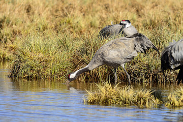 eurasian crane