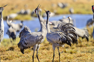 eurasian crane