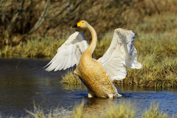 whooper swan