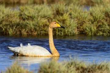 whooper swan