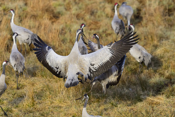 eurasian crane