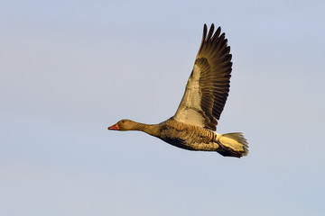 Obraz premium greylag goose