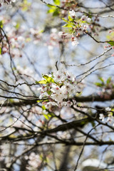 Hanami 10