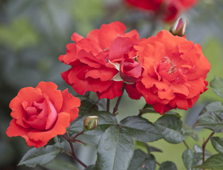Fototapeta premium bush rose