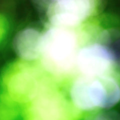 Bokeh of spring leaves