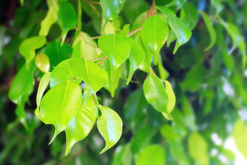 Leaves of fresh tree