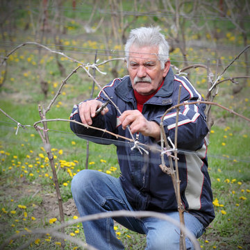 Agriculture, pruning in vineyard, senior man work, real people