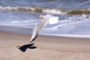 Sea Gull on the beach
