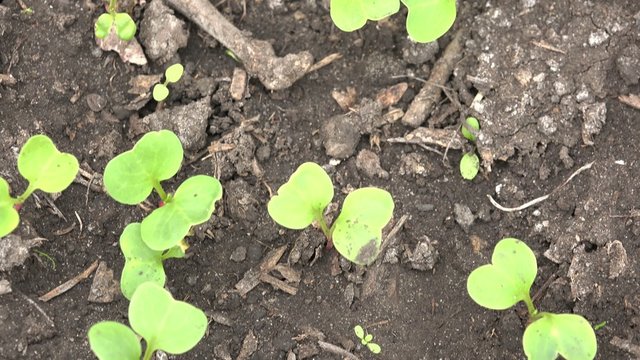 Move through Green Radish Row, Panoraming