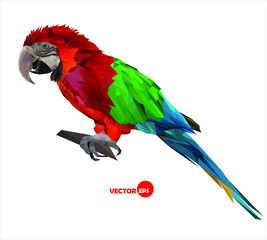 large bird, colorful parrot macaw sitting on a brunch