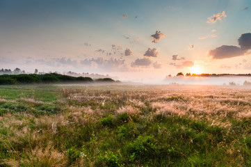 Summer misty dawn on the meadow