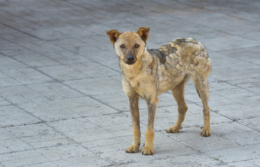 Cute street dog recovered from ringworm