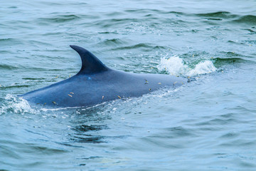 Balaenoptera brydei whale in the Gulf of Thailand