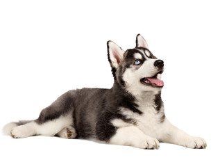 Siberian Husky Puppy on White