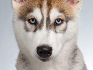 Fototapeta premium Closeup Siberian Husky Puppy on White