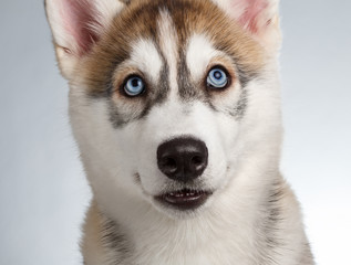 Obraz premium Closeup Siberian Husky Puppy on White