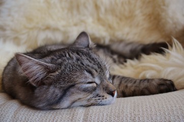 Cat sleeping on fur