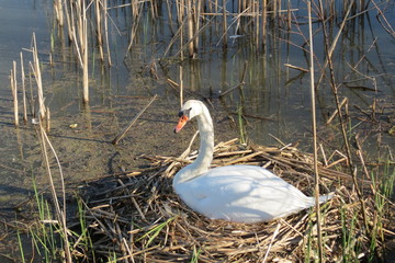 Charente Maritime - Cygne dans son nid