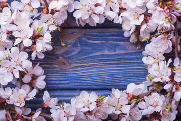 Spring blossom flowers apricot on blue wooden background