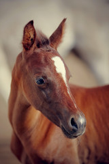Fototapeta premium Portrait of a foal of a sports horse.