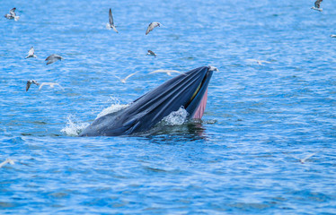 Balaenoptera brydei whale in the Gulf of Thailand