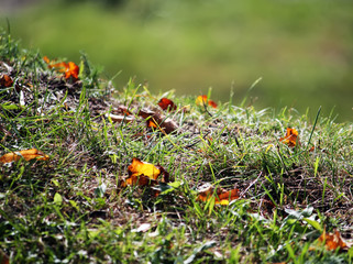 Autumn grass