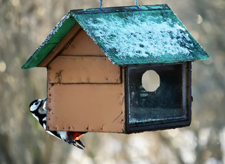 Woodpecker on feeder