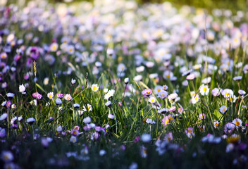 Fototapeta premium Bouquet of wildflowers.