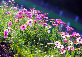 Obraz premium Purple wildflowers