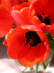 Red tulips