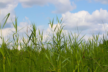 Sedge thickets near the lake