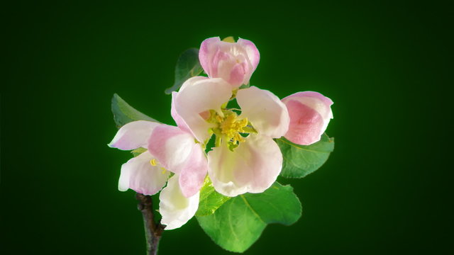 Timelapse apple flowers on green background. FullHD 1080p.